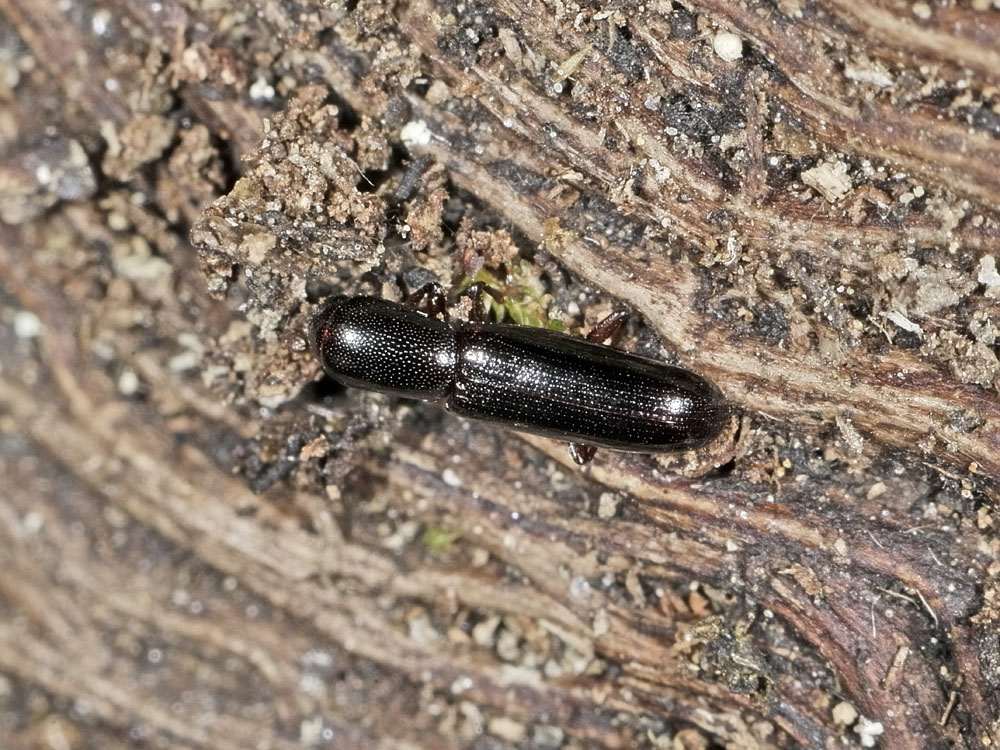 Teredus cylindricus (Bothrideridae)